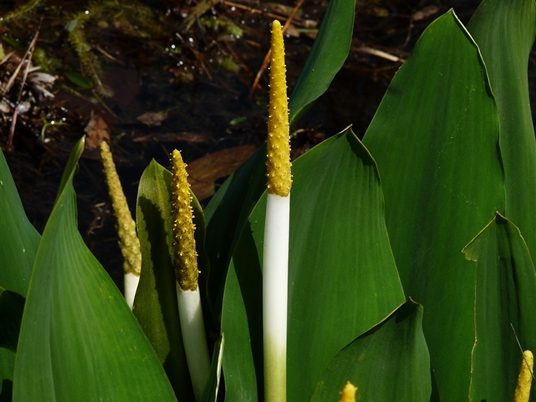 {Orontium aquaticum}